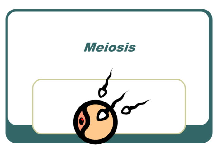 Oh me oh my oh meiosis