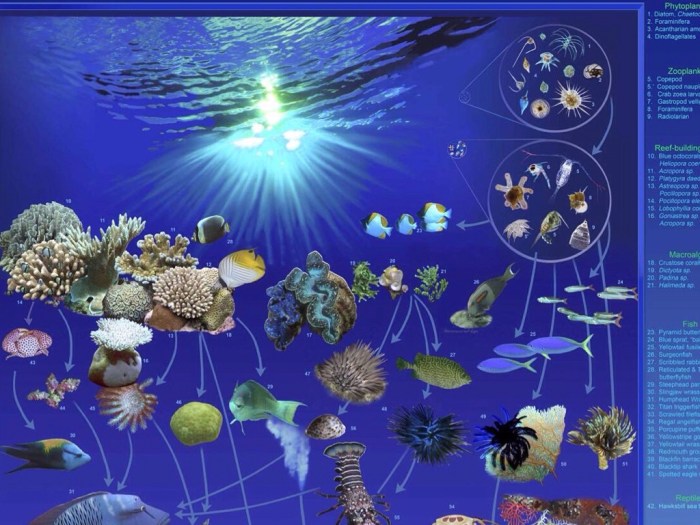 Coral reefs 2 biotic factors