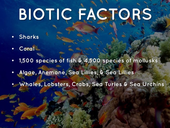 Reef barrier sharks shark roles abiotic ecosystem diving kiezen