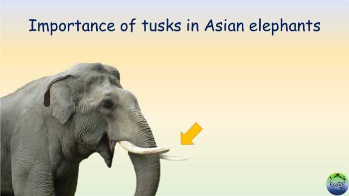 Analyzing data on tuskless elephants