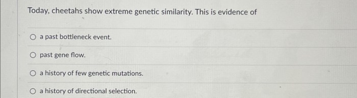 Today cheetahs show extreme genetic similarity this is evidence of