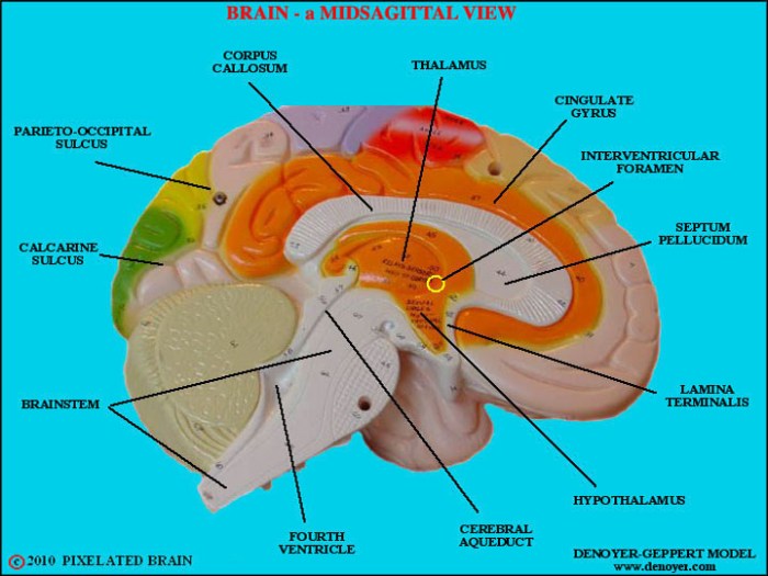 Identify the structures this midsagittal view of a brain model