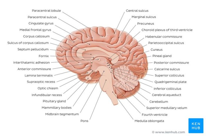 Identify the structures this midsagittal view of a brain model